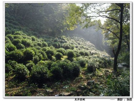 龙井问茶