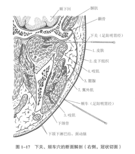 下关、颊车穴的断面解剖（右侧，冠状切面） 