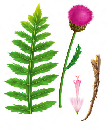 漏芦 