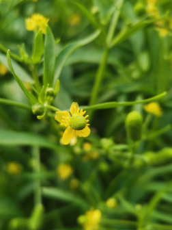 石龙芮-枝花