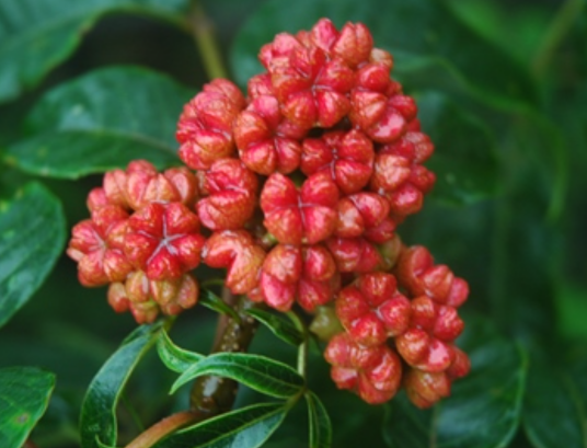 吴茱萸