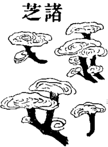 赤灵芝 