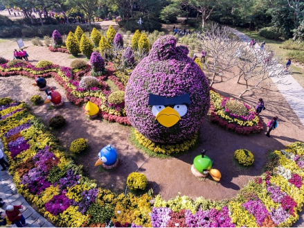杜鹃园菊花景
