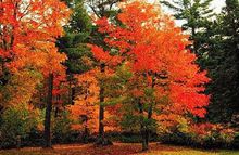 温带落叶阔叶林景观