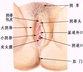 前庭球分析图