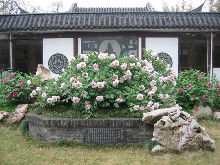 百年牡丹 