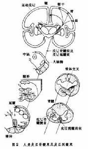 神经通路