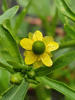 石龙芮-花果