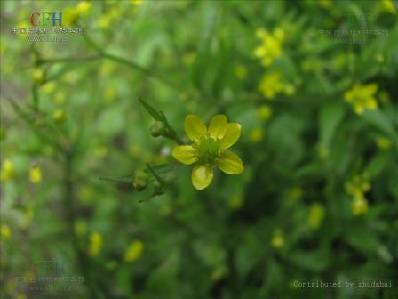 石龙芮-枝花