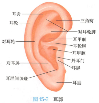 耳郭
