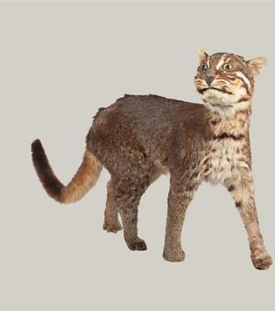 金猫
