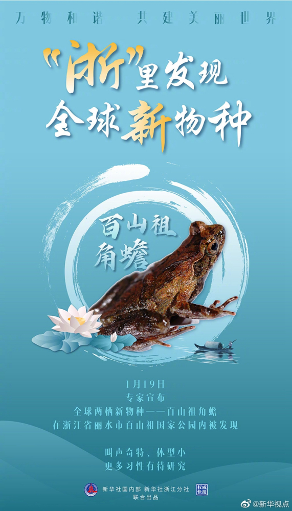 百山祖角蟾