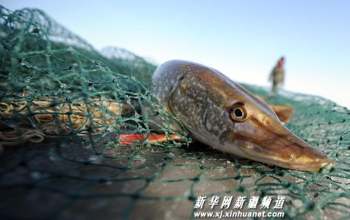 乌伦古湖冬捕景象