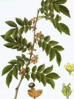 蜀椒