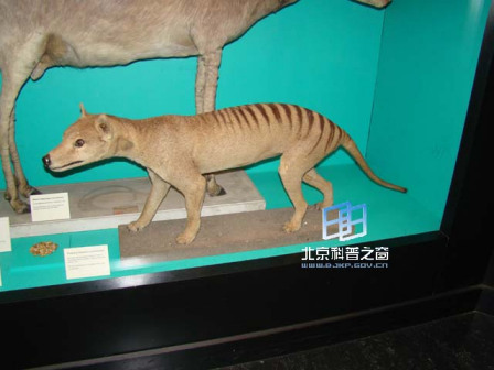 袋狼