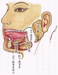 唾液