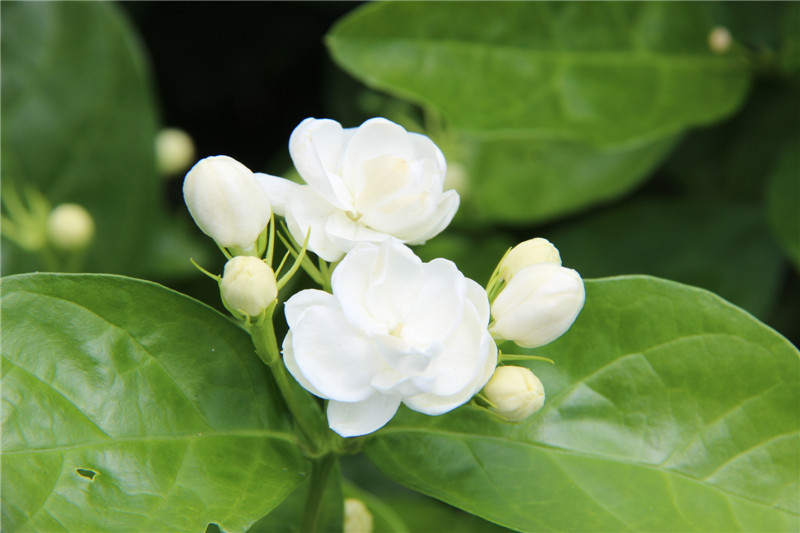 横州茉莉花