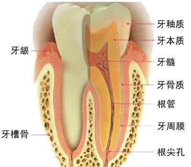 牙齿形象图