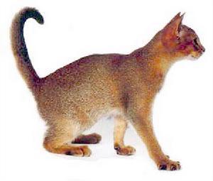 非洲山猫