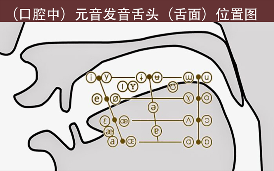 元音发音舌面位置图