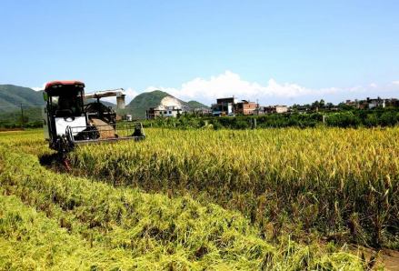 早稻进入收获期