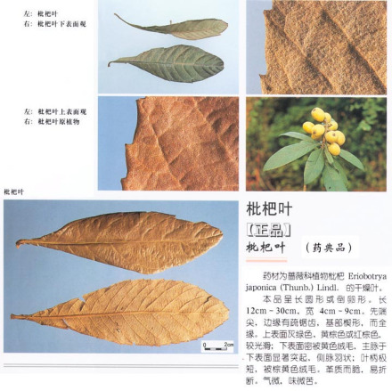枇杷叶