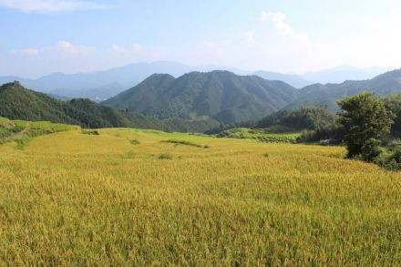 连山大米  