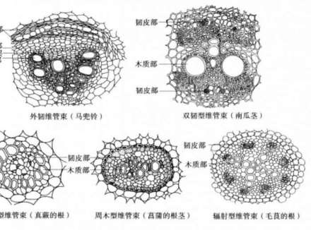 维管束 