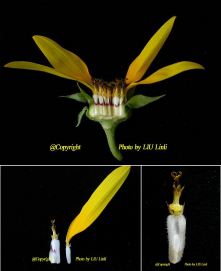 菊花的舌状花