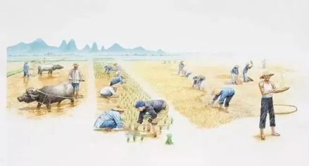 芒种：芒之谷类作物可种，过此即失效