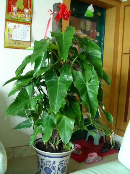 绿宝石喜林芋