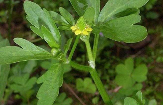 石龙芮-枝花