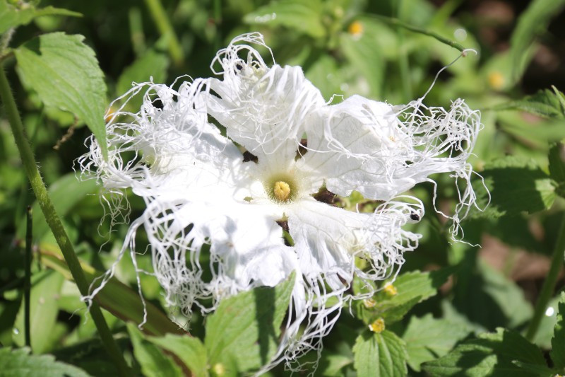栝楼的花