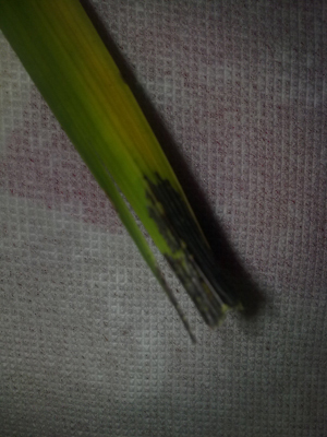 兰花软腐病