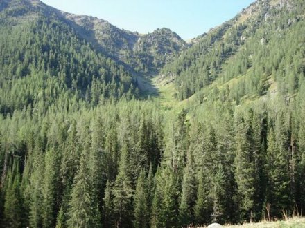 温带针叶林景观