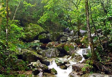 乌岩岭