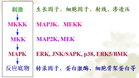 图1 MAPK通路模式图 
