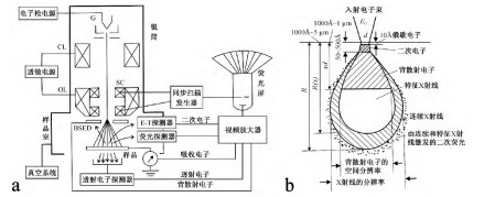 图 a.扫描电子显微镜原理图;b.扫描电子显微镜电子信号示意 