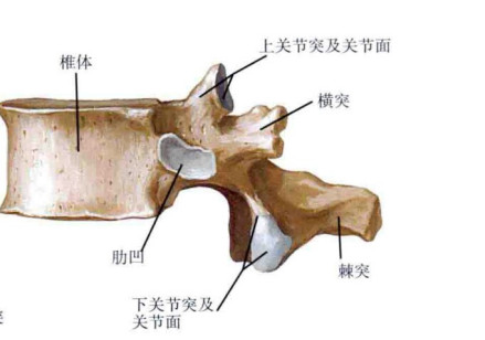 椎弓根