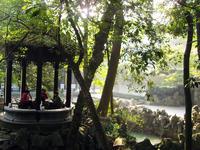 龙井问茶