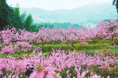 九尽桃花开、春深日暖