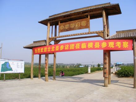 中华茉莉园 
