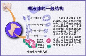 唾液
