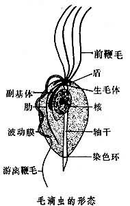 毛滴虫属