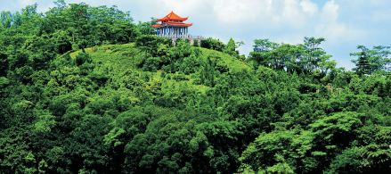 裸子植物区