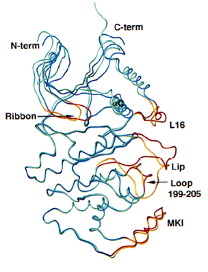 Superposition of ERK2 (green and gold) 
