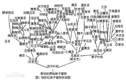 举例：哈钦松被子植物系统图