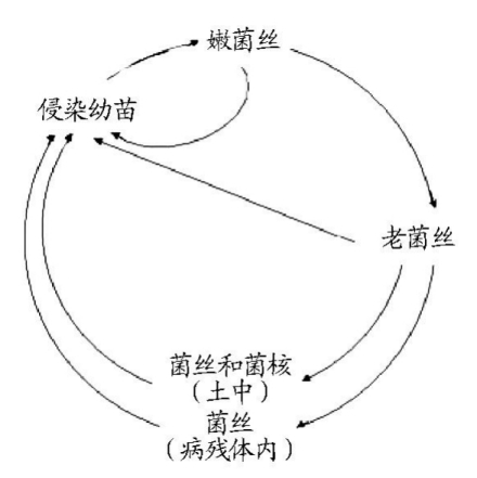 棉花立枯病的侵染循环