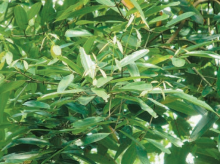 药材 