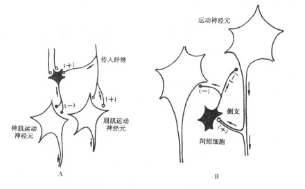 A:传入侧支性抑制；B:回返性抑制